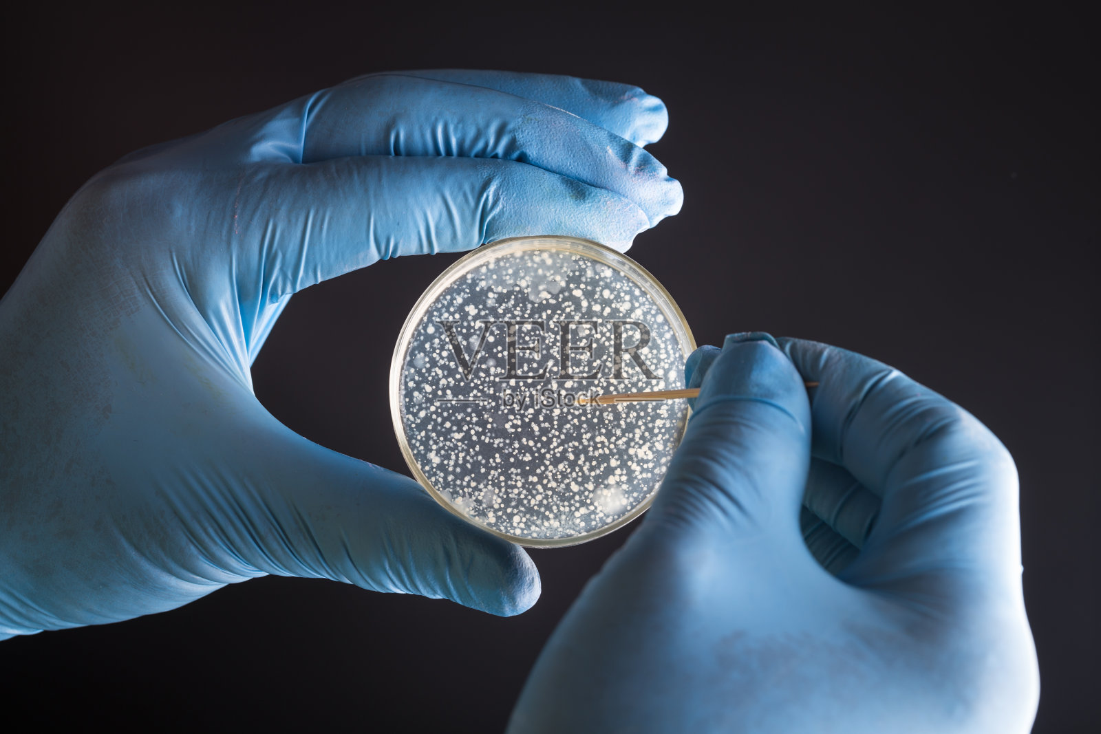 研究人员手拿有菌落的培养皿照片摄影图片