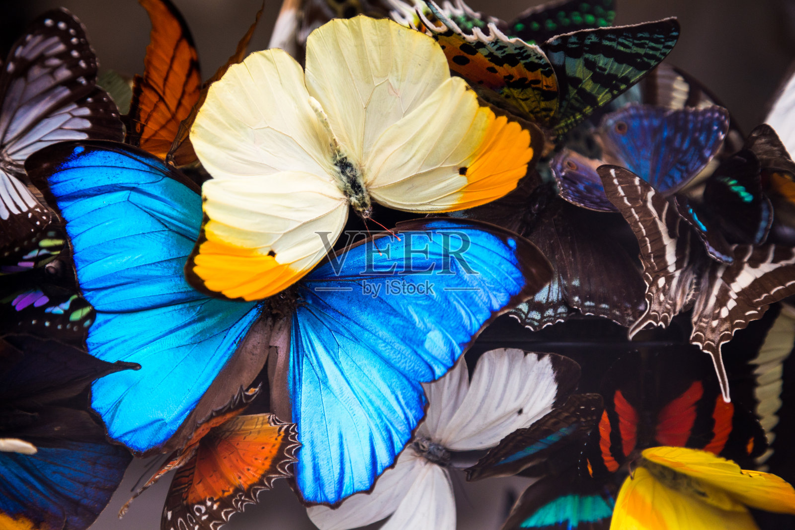 一排色彩鲜艳的蝴蝶的特写照片摄影图片