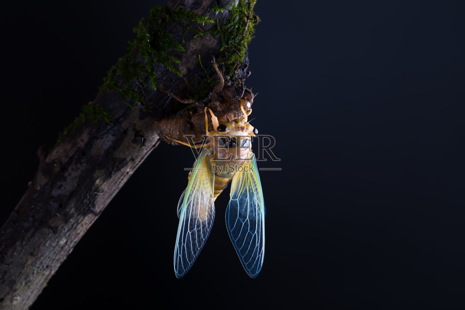 蝉羽化，金身绿翅照片摄影图片
