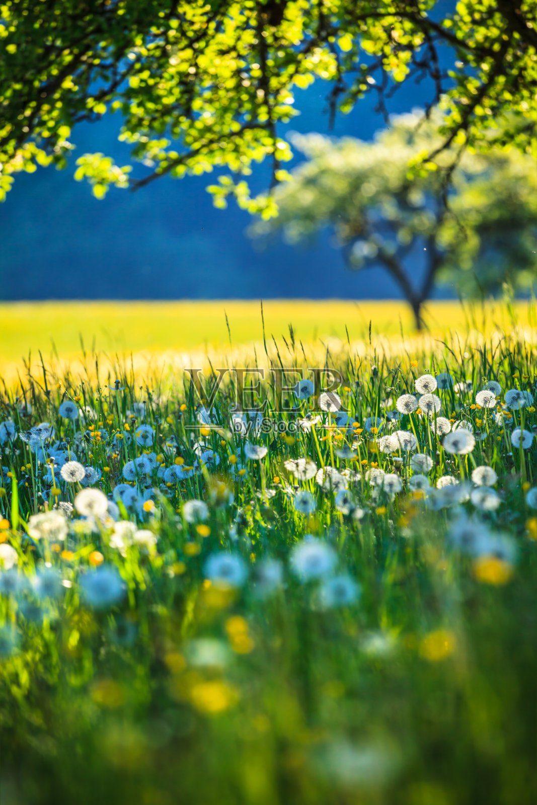 Alpen景观-绿色草地充满春天的鲜花-选择性焦点(不同的焦点检查其他图像在系列)照片摄影图片