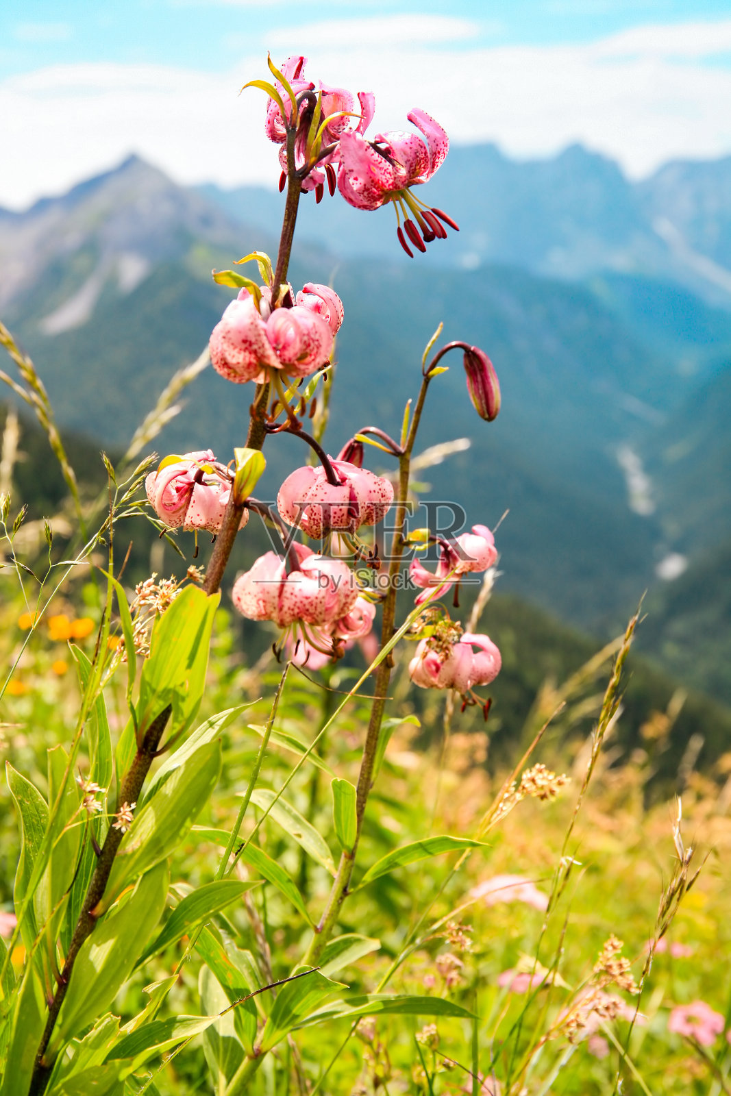 山花，马塔贡百合，泰洛，奥地利阿尔卑斯山照片摄影图片