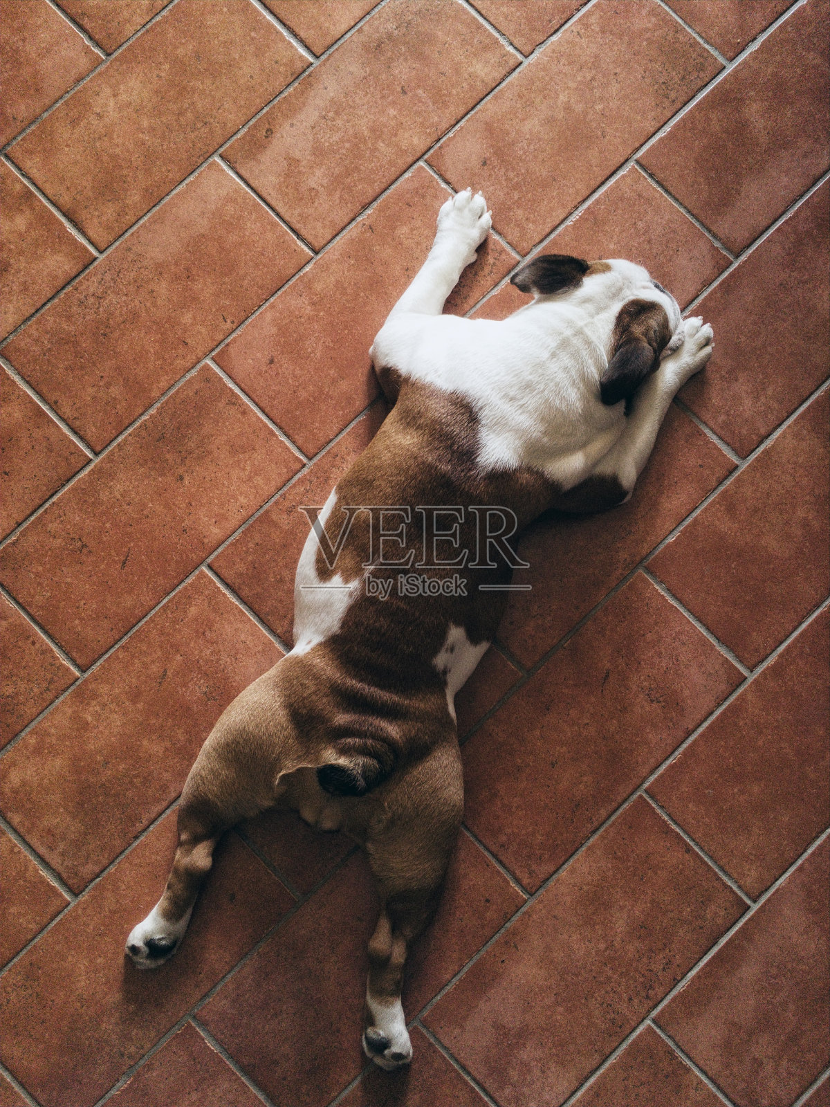放松的狗狗在地板上降温照片摄影图片