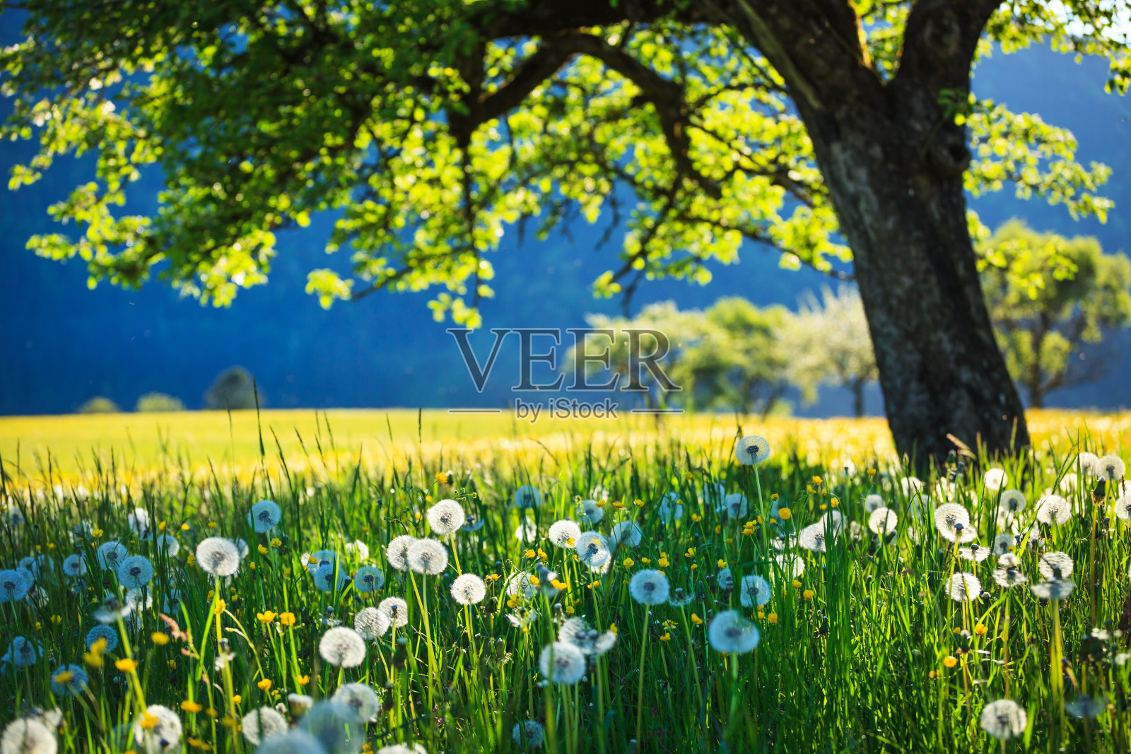 Alpen景观-绿色草地充满春天的鲜花-选择性焦点(不同的焦点检查其他图像在系列)插画图片素材