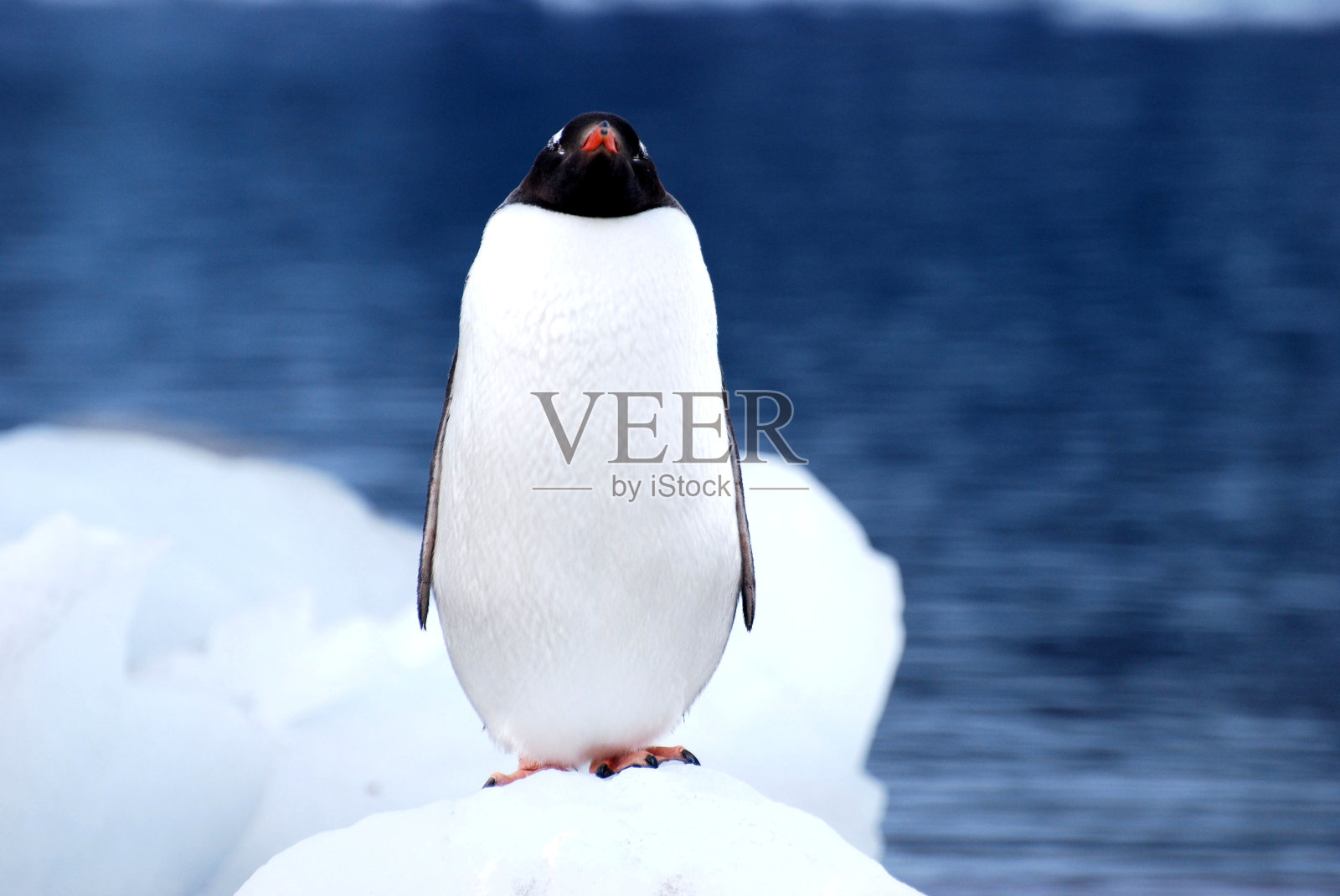 南极的企鹅照片摄影图片