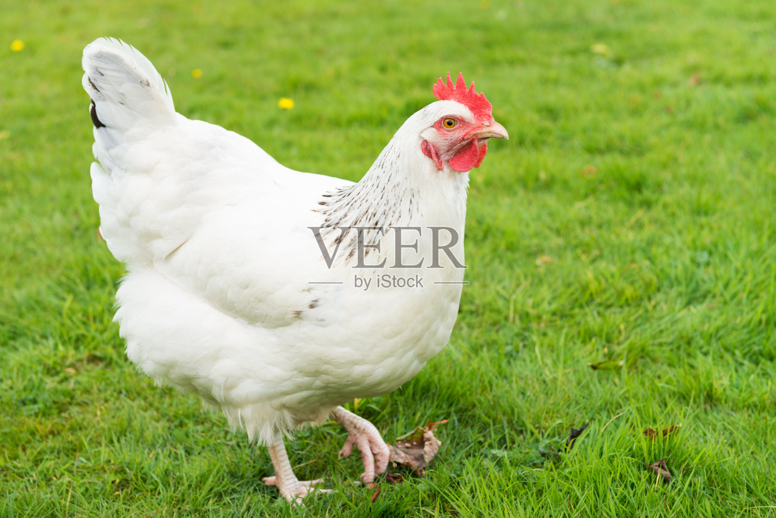 草地上的白色自由放养母鸡照片摄影图片