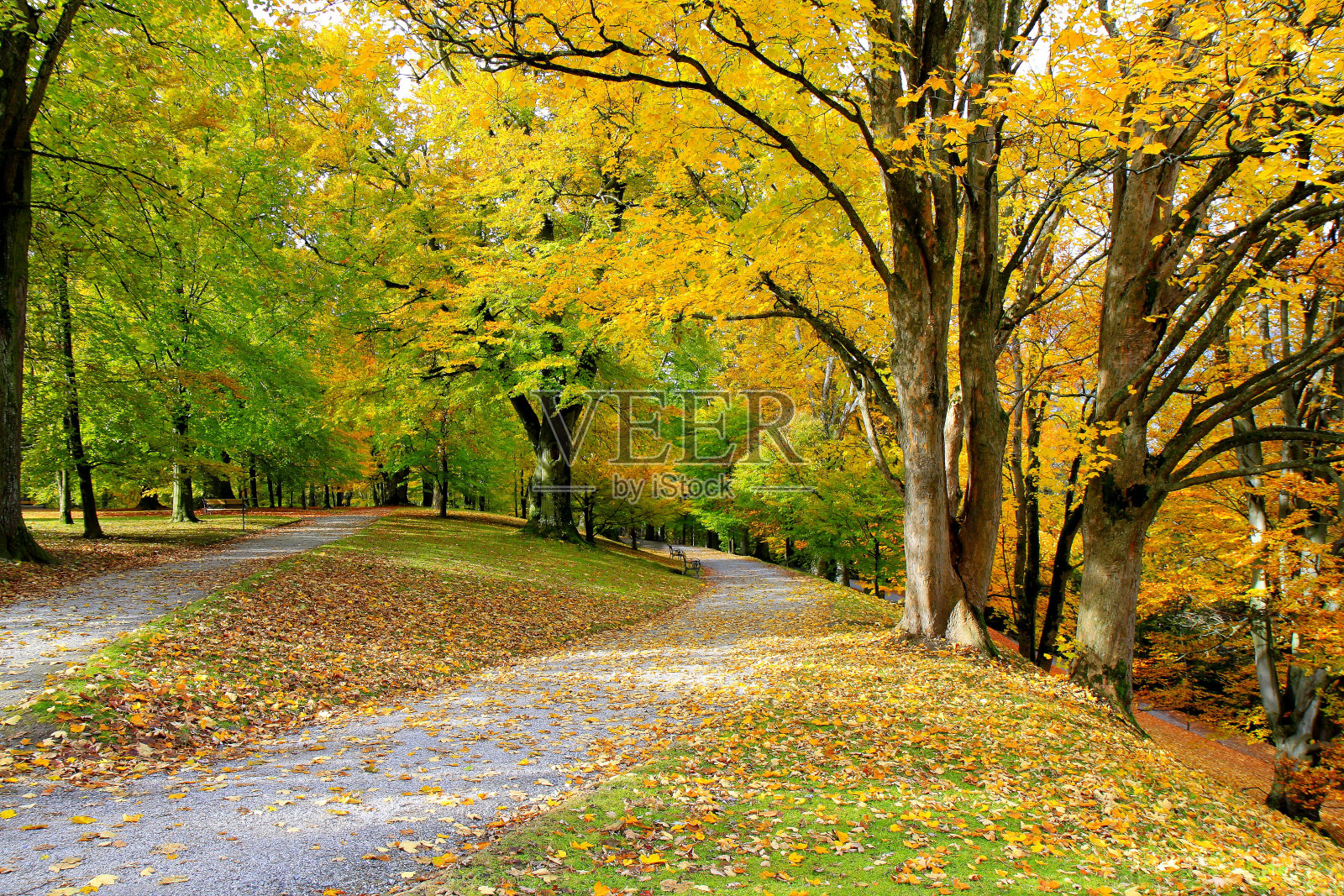 美丽的秋天景象:金色的树叶，黄色的树木，10月奥地利维也纳公园里的人行道照片摄影图片