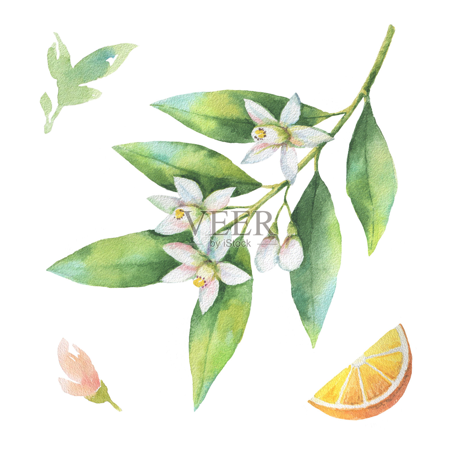 水彩水果橙色分枝孤立在白色的背景。插画图片素材