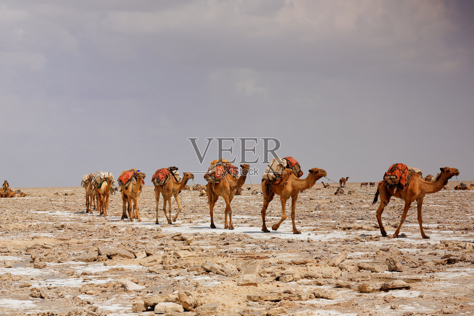 阿法尔牧民带领着骆驼商队。Danakil-Ethiopia。0347照片摄影图片