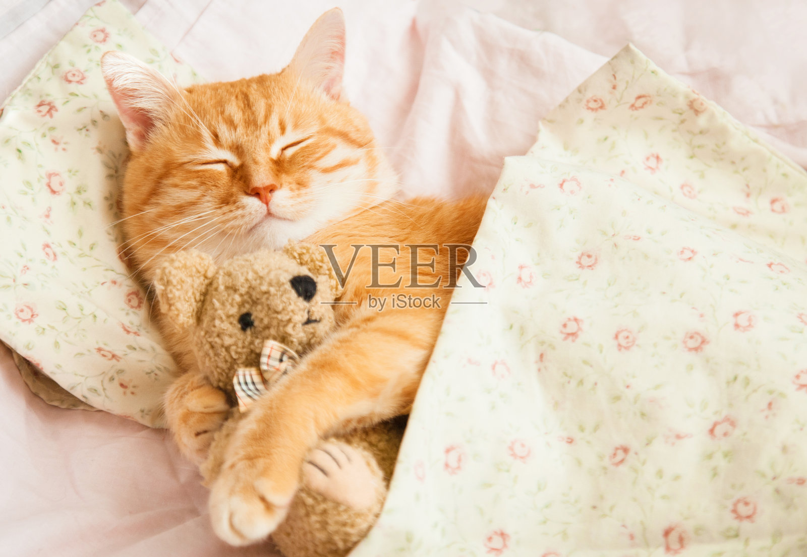 可爱的红色小猫在床上睡觉。照片摄影图片