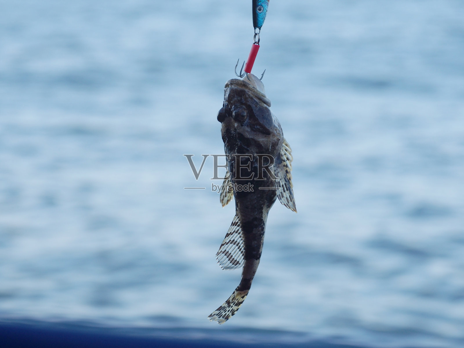 海鱼洛菲乌斯双鱼座照片摄影图片