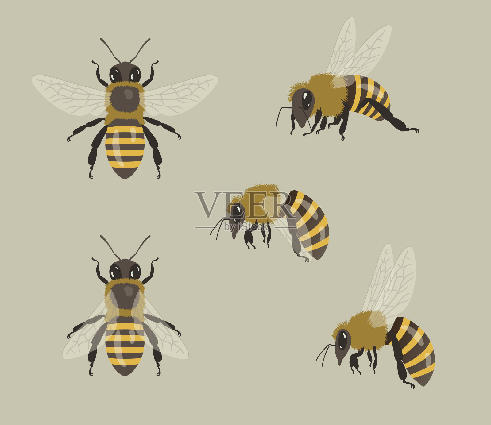 蜜蜂，不同的看法设计元素图片