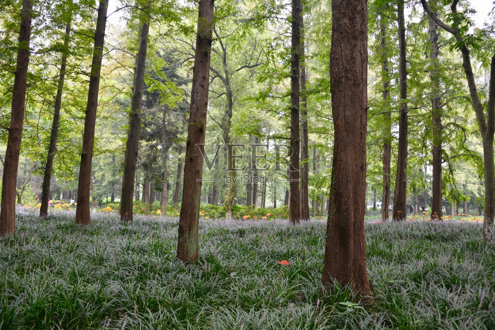 杭州西湖边的森林照片摄影图片