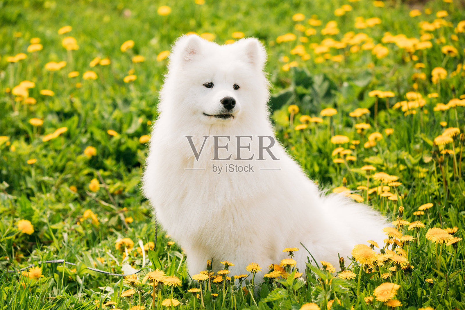 年轻快乐微笑的白色萨摩耶狗或比吉尔，萨米坐在户外绿色的春天草地黄色的花照片摄影图片