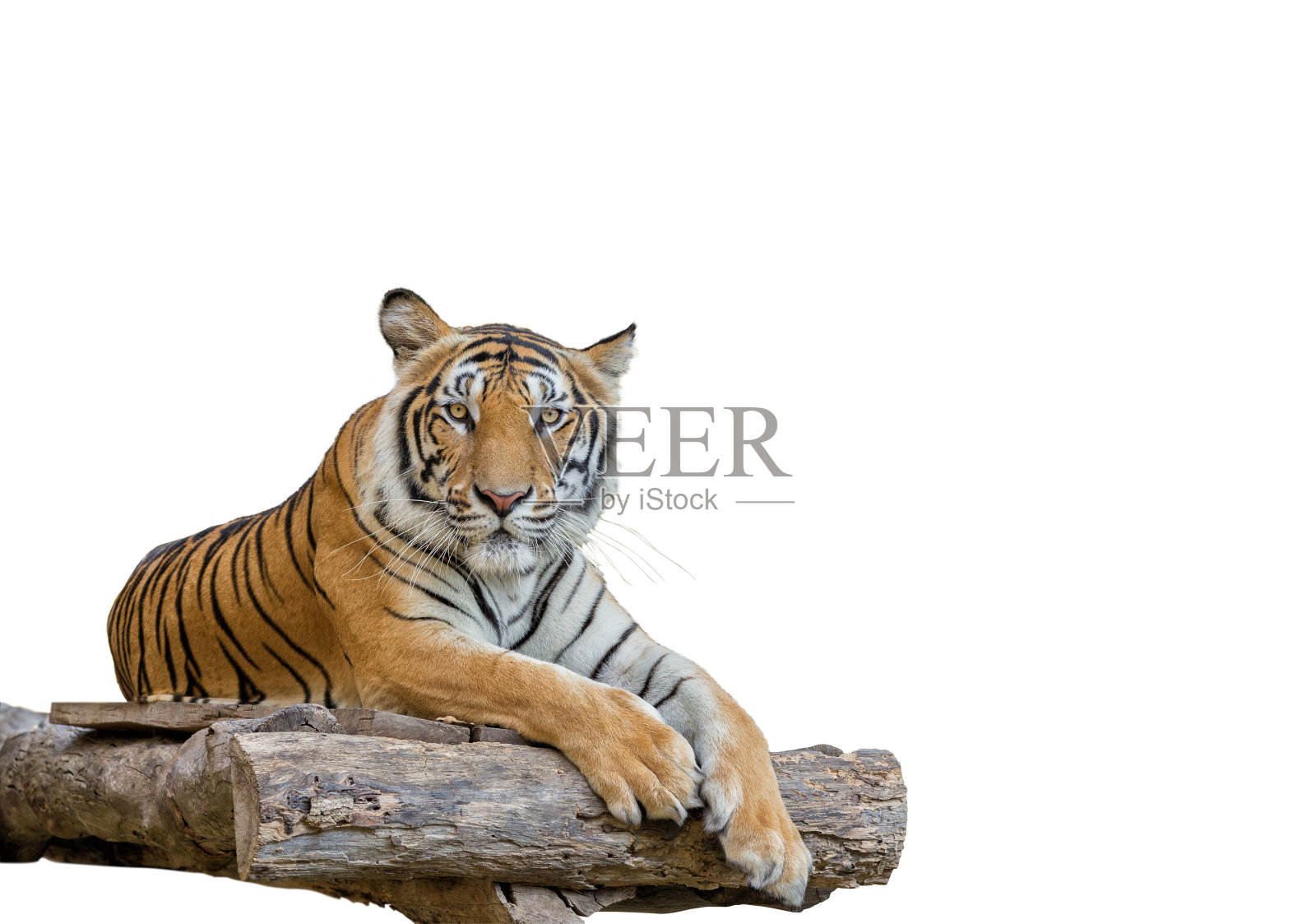 老虎在干燥的木材上，孤立在白色背景上。照片摄影图片