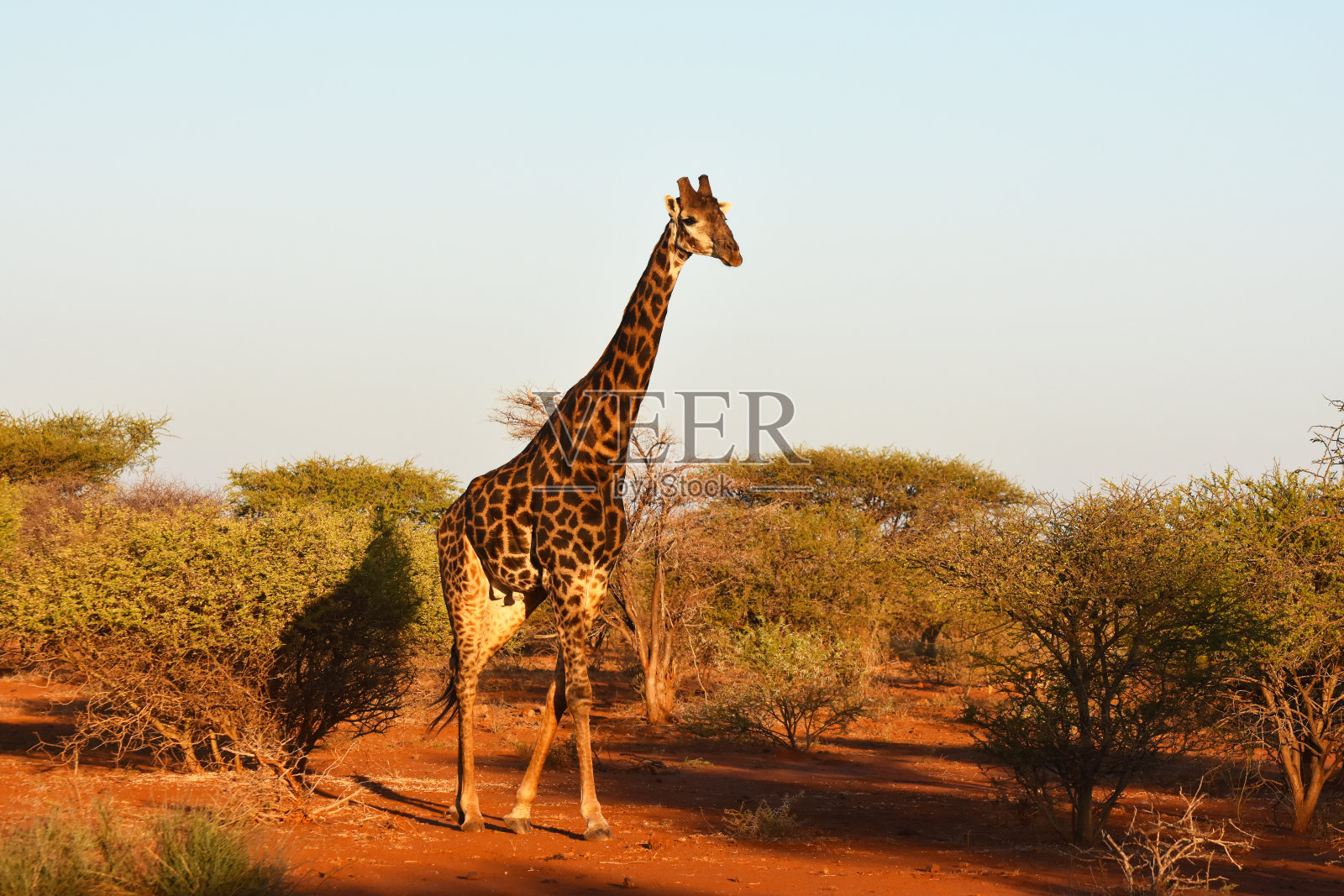 南部的长颈鹿照片摄影图片