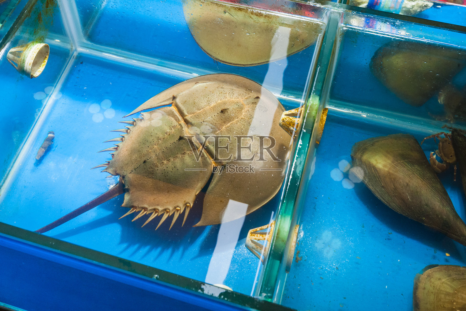 广州鱼市的马蹄蟹照片摄影图片