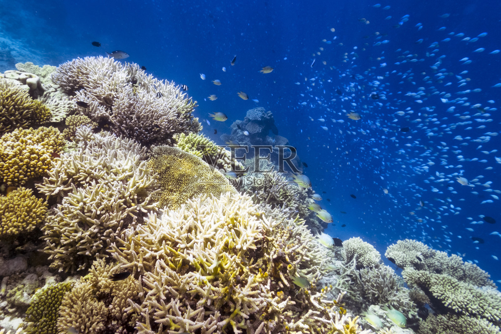 Maledives珊瑚礁照片摄影图片
