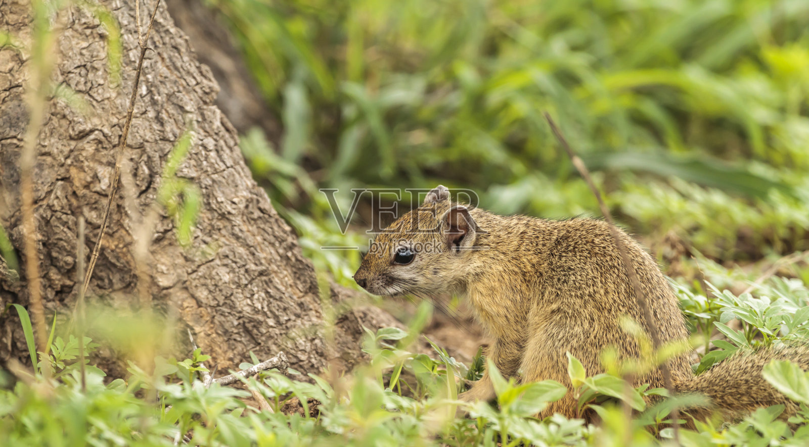 南非树松鼠照片摄影图片