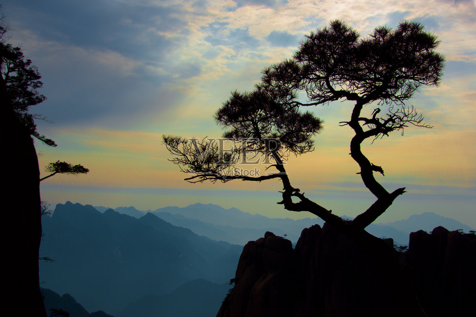 生长在山顶上的一棵中国松树照片摄影图片