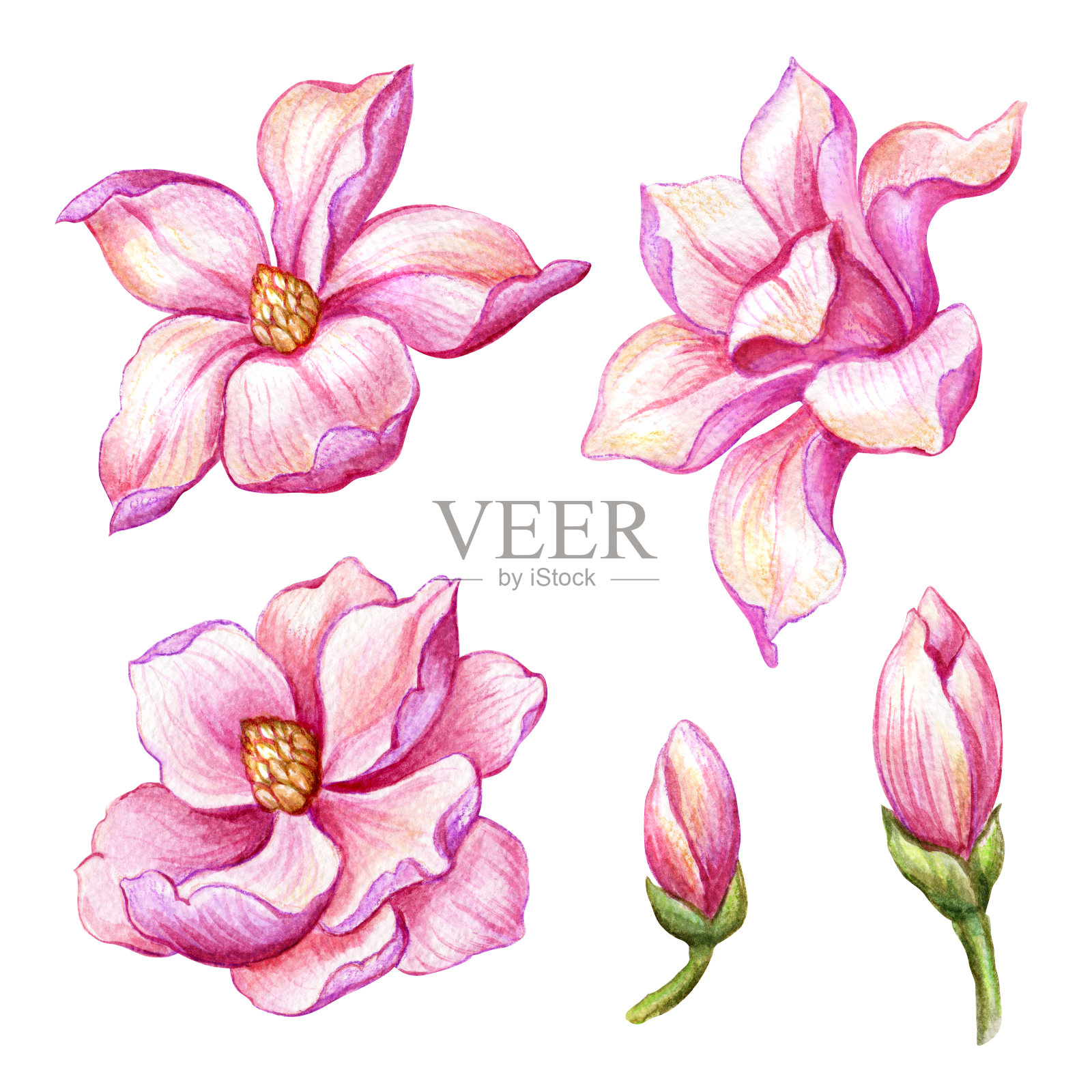 水彩植物插图，粉红色的木兰花，盛开的春天的自然设置，花卉设计元素孤立在白色的背景插画图片素材