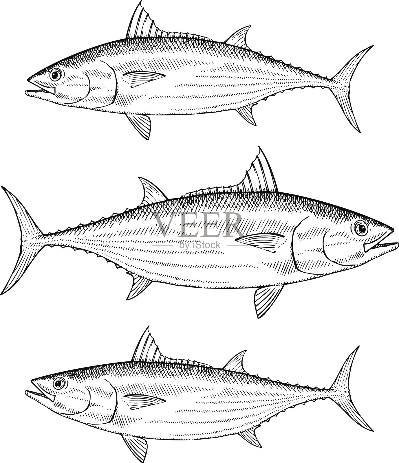 手绘鲣鱼插画图片素材