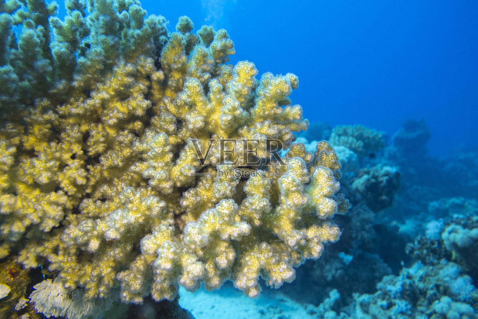 珊瑚礁和巨大的软珊瑚在热带海洋，水下照片摄影图片