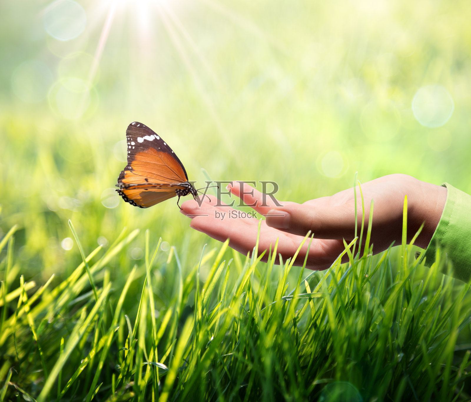 蝴蝶手在草地上照片摄影图片