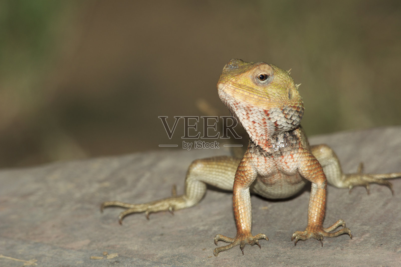 花园蜥蜴印度照片摄影图片