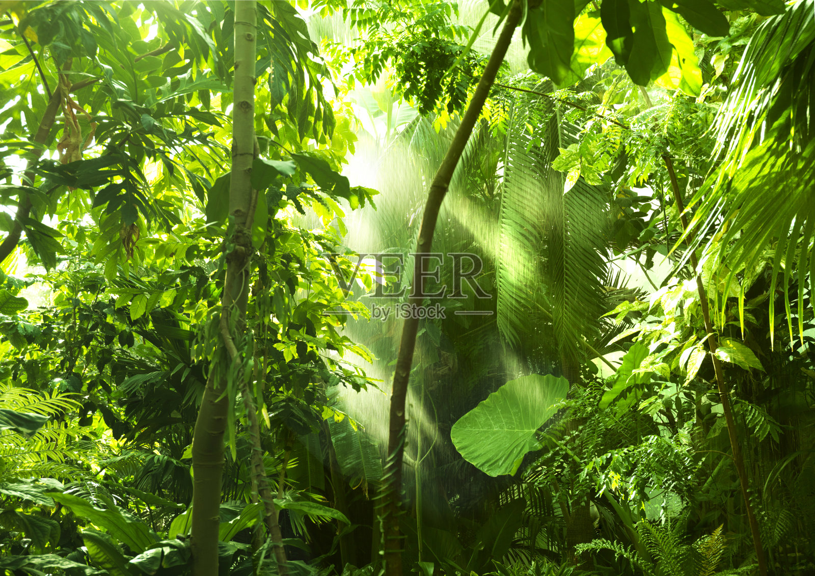 热带森林，树木在阳光和雨水照片摄影图片