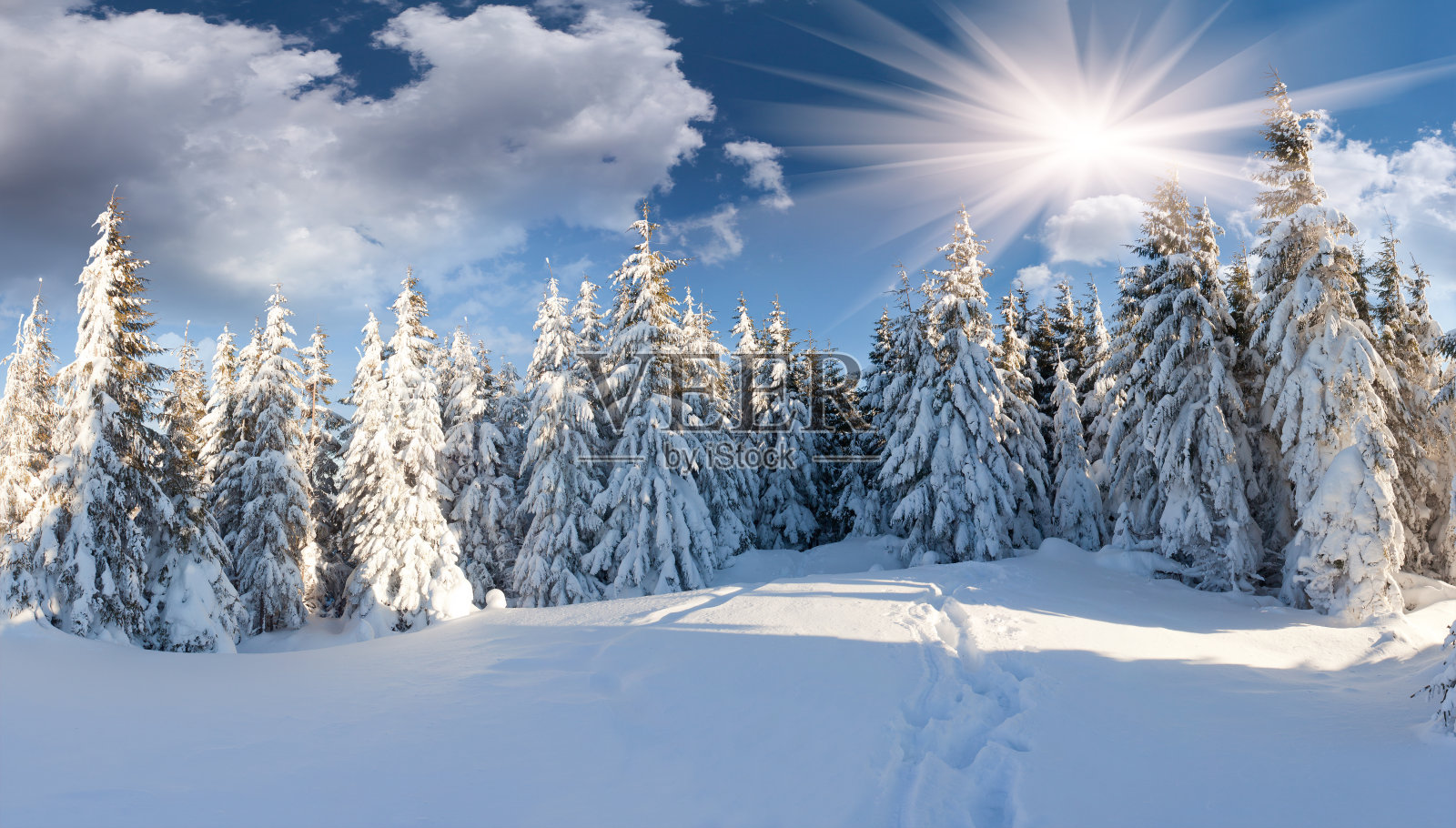 森林里美丽的冬季景色照片摄影图片