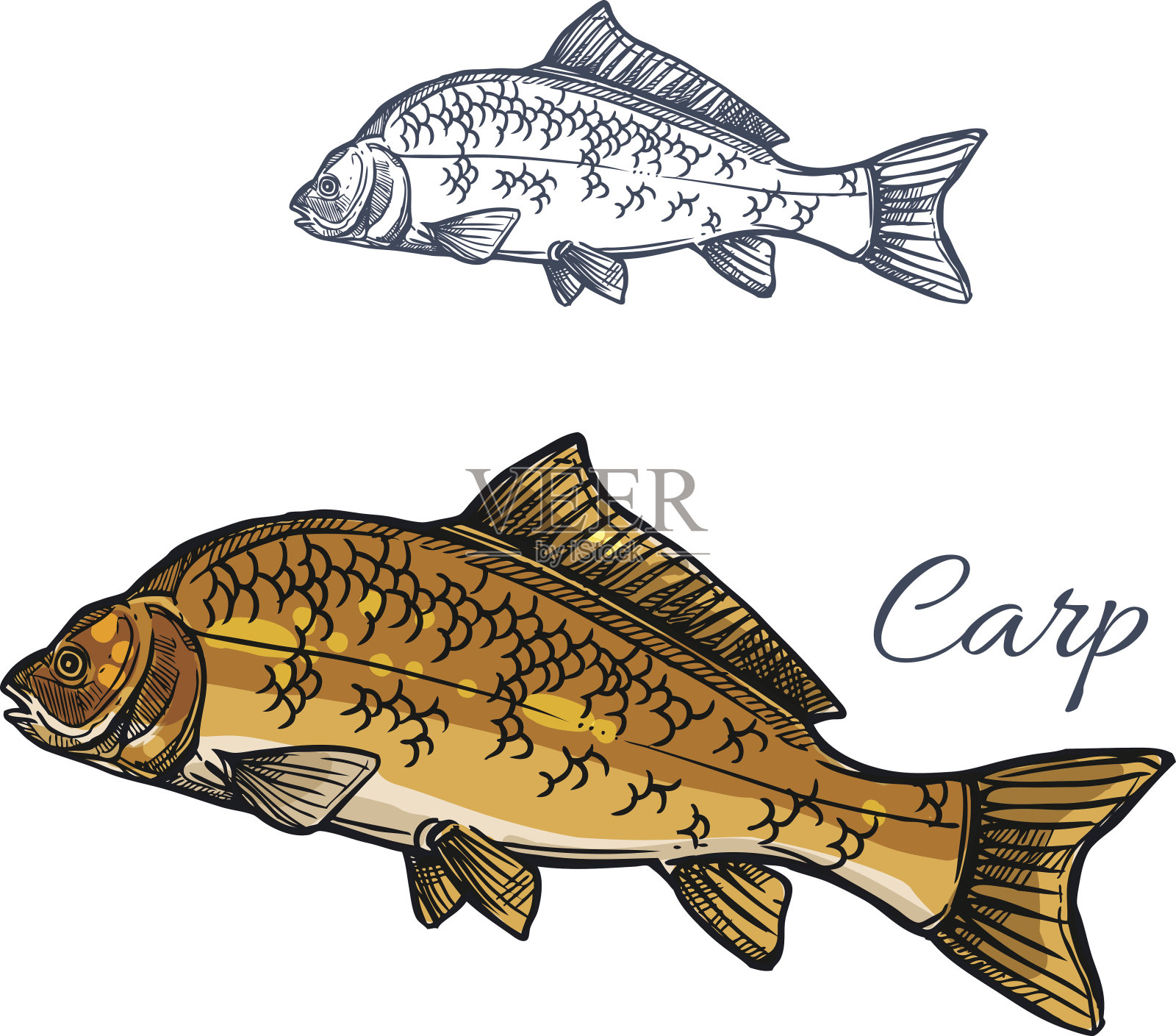 鲤鱼鱼孤立素描为食物主题设计插画图片素材