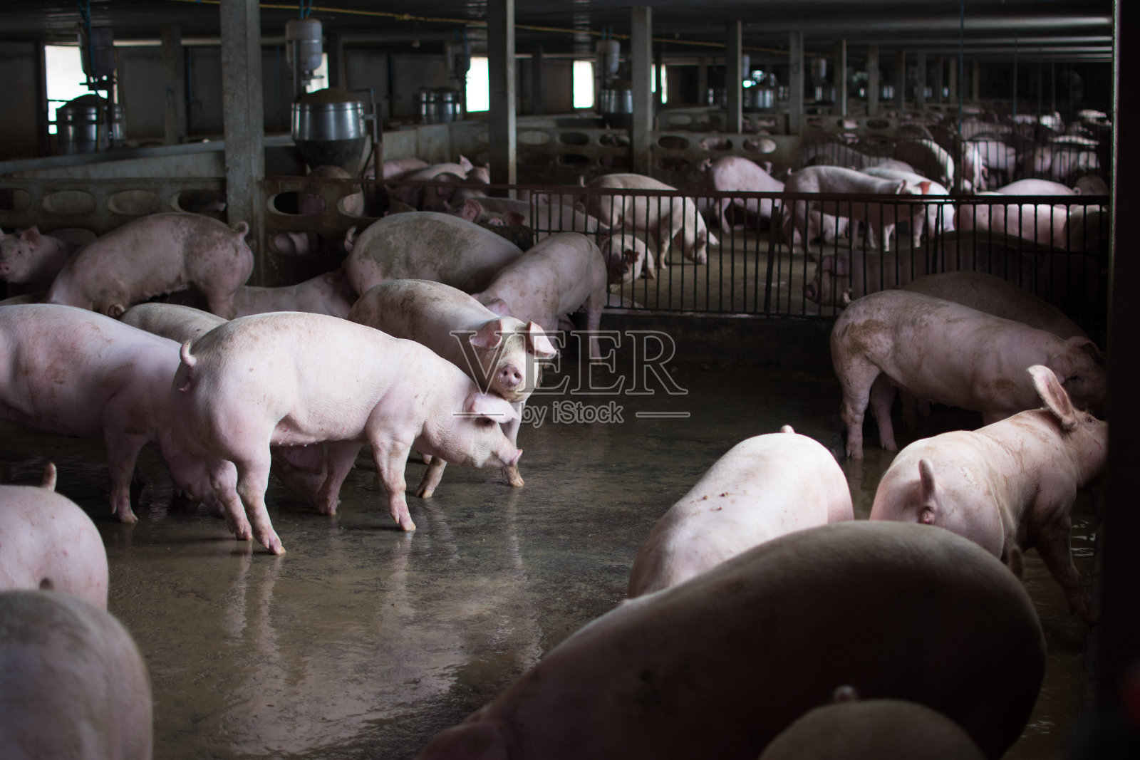 农场里的猪，走在猪圈里，看起来很伤心，不能出去。照片摄影图片