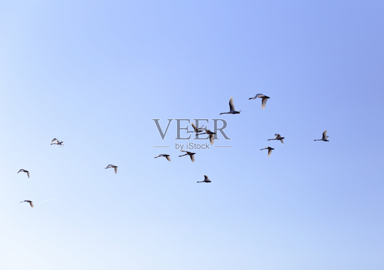 大雁在春天的蓝天上排成v字队形飞翔照片摄影图片