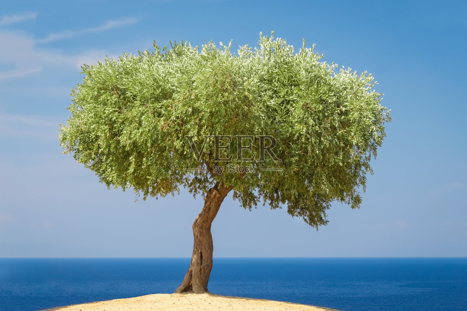 橄榄树映衬着蓝色的海洋和天空照片摄影图片