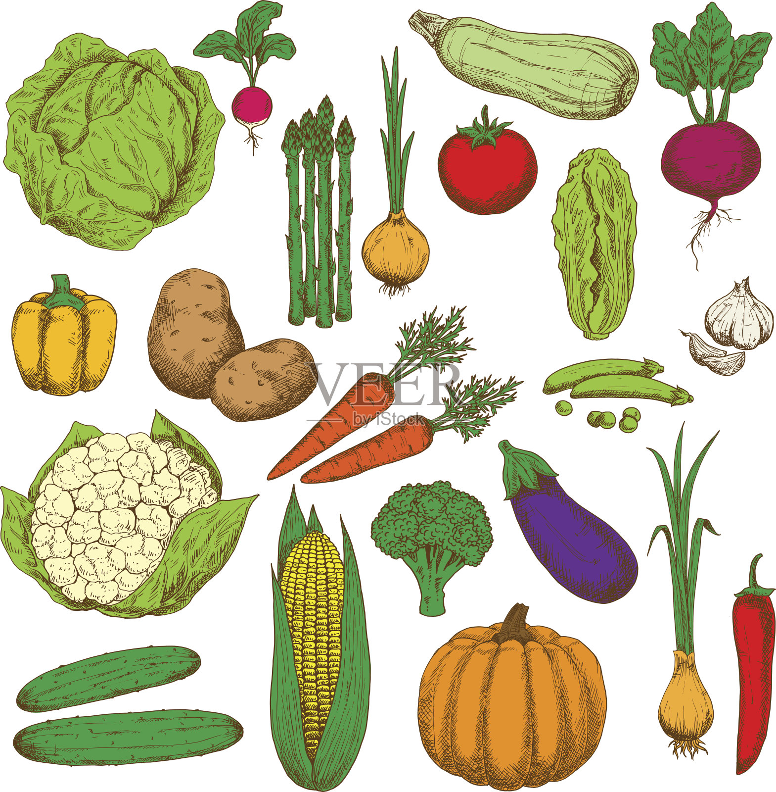 复古的彩色蔬菜素描食物设计设计元素图片