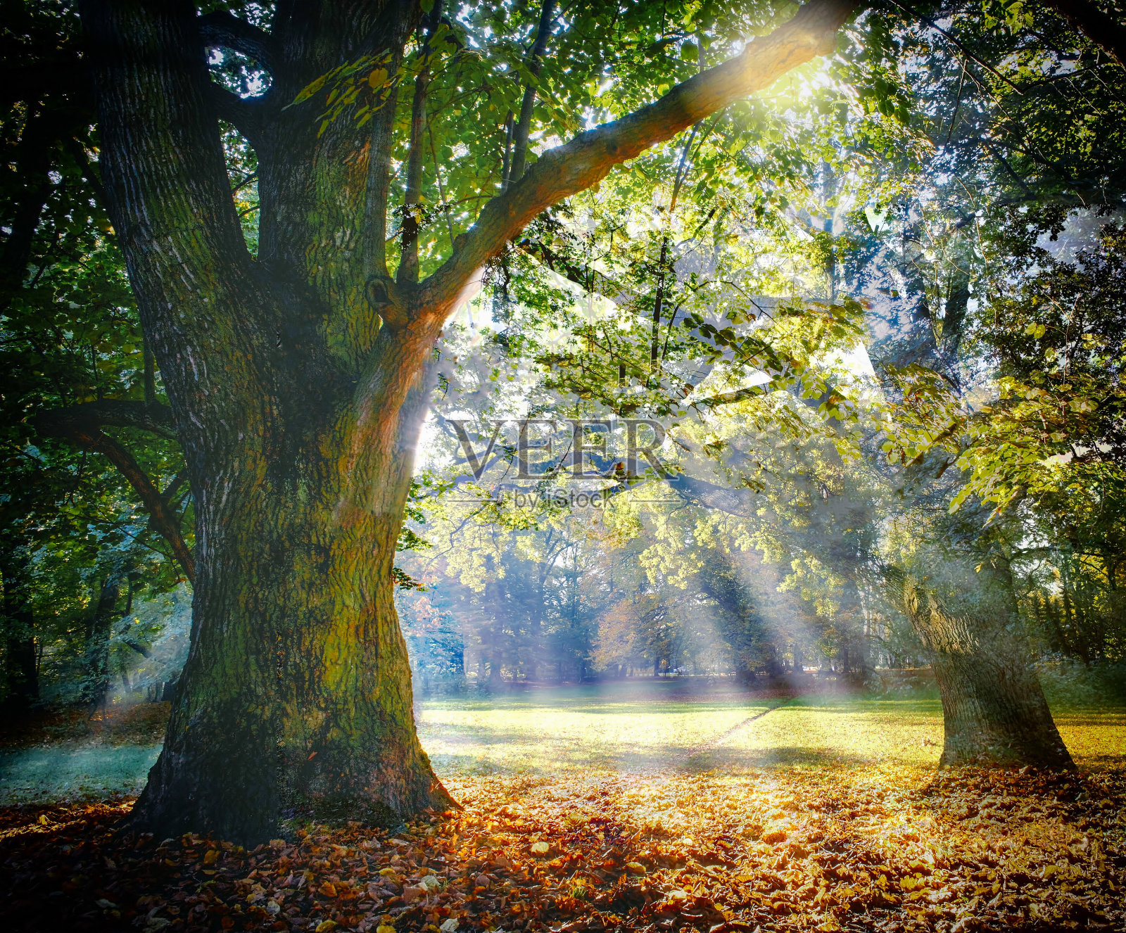 孤独的古老橡树，有着令人敬畏的阳光照片摄影图片