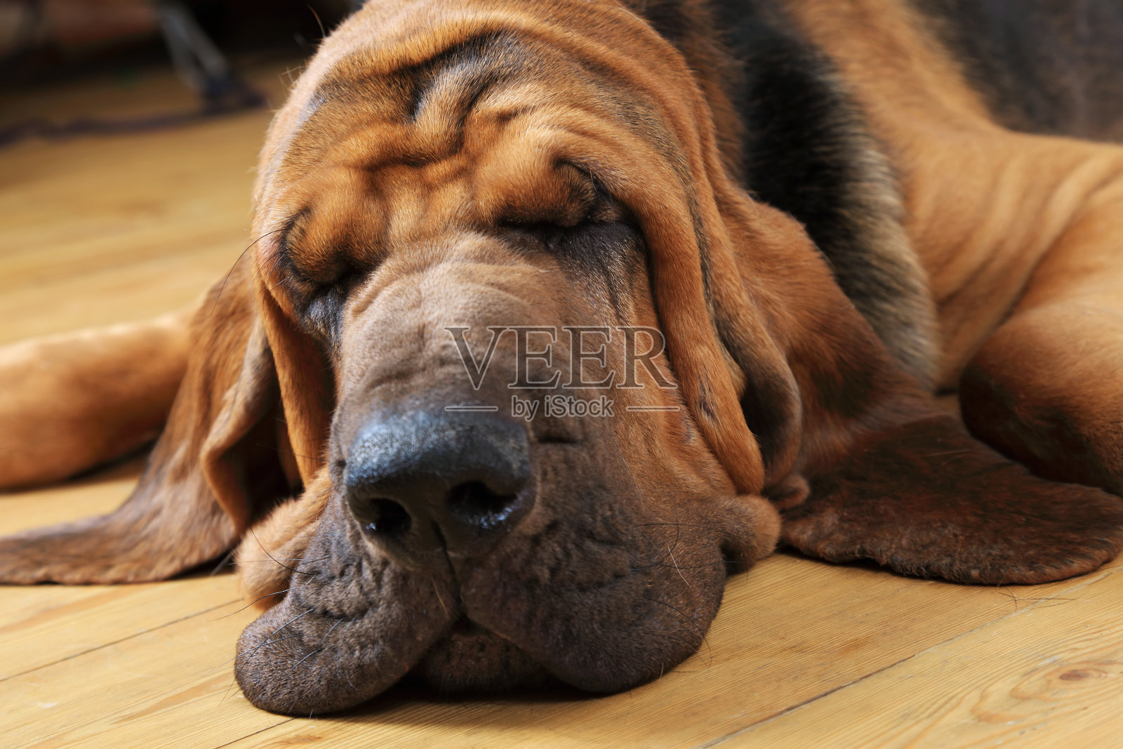 侦探犬狗睡觉照片摄影图片