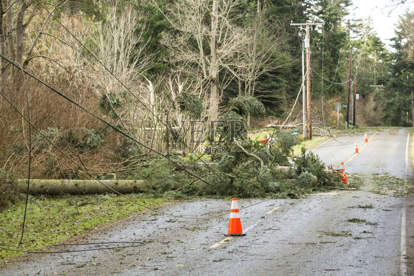 在自然灾害的风暴中被破坏的树木和电线照片摄影图片