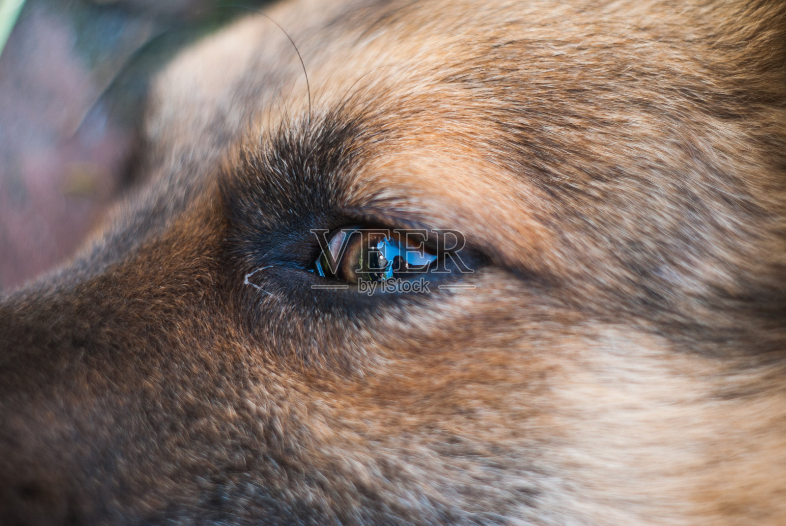 狗的眼睛特写镜头,照片摄影图片
