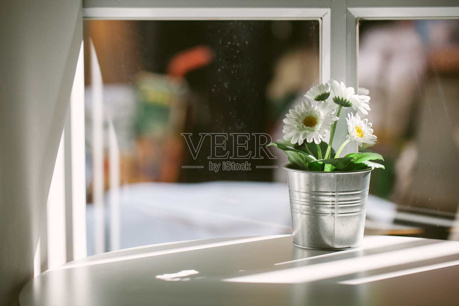 白花在靠近窗户的锡罐里照片摄影图片
