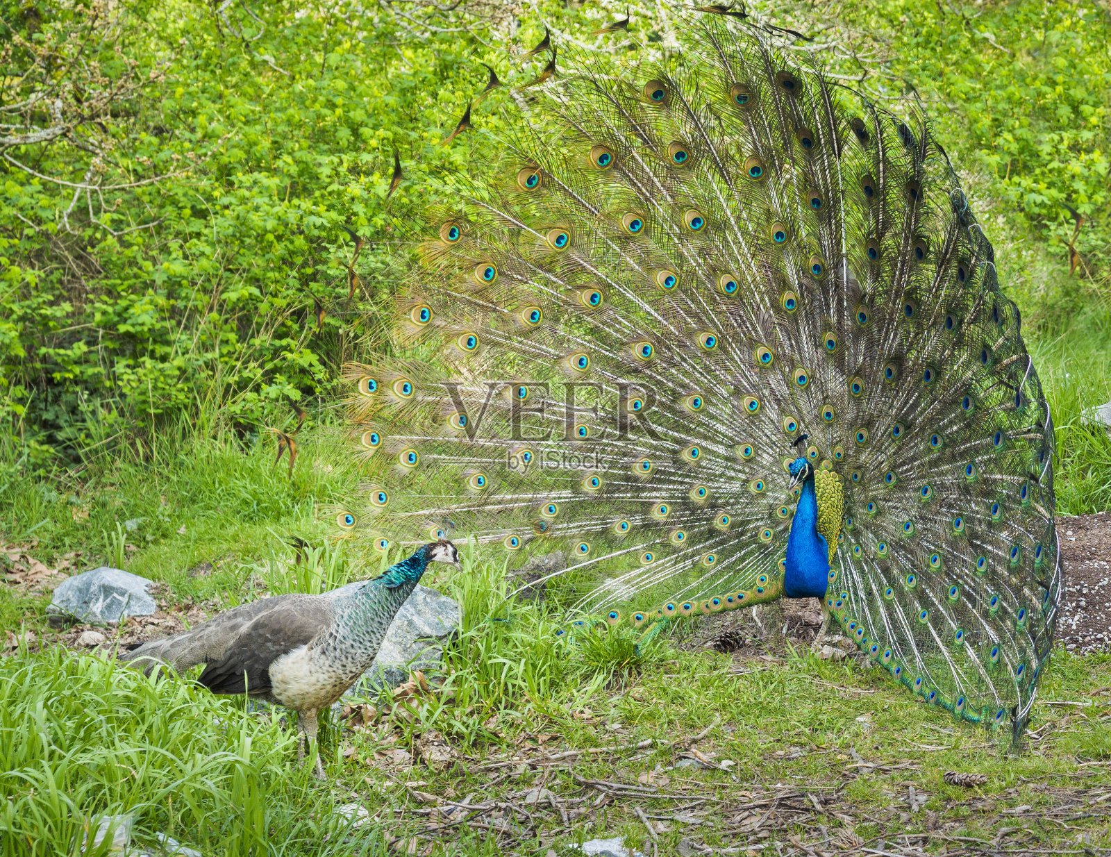 孔雀和雌孔雀在春季交配季节求偶照片摄影图片