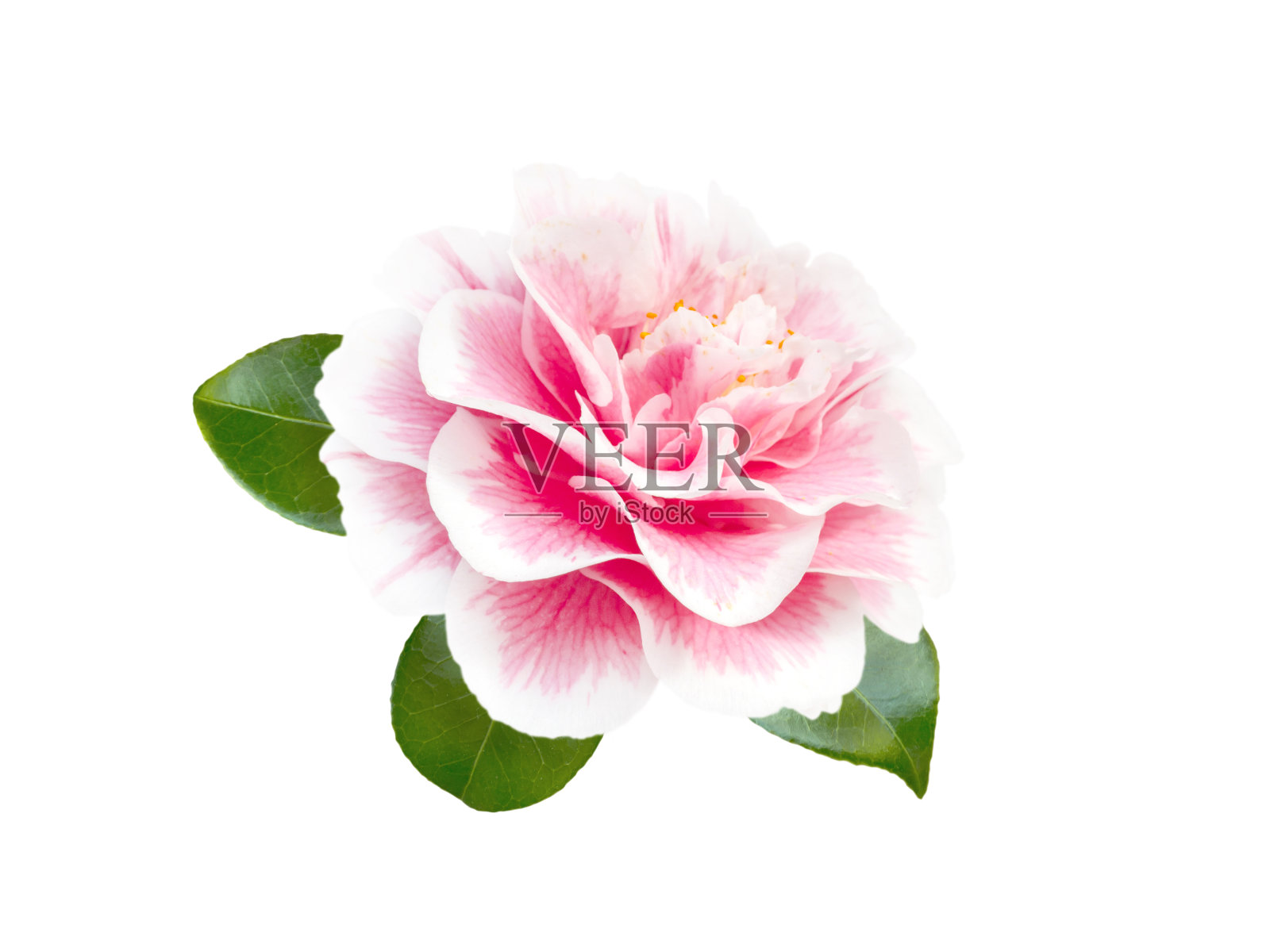 白色和粉红色的双色山茶花牡丹与叶照片摄影图片