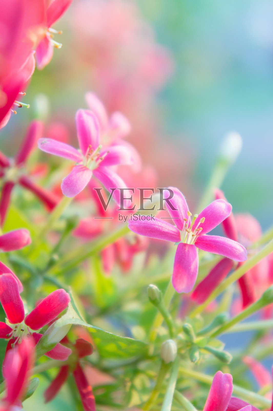 五彩缤纷的花，紫荆花，连翘花在花园里开花照片摄影图片