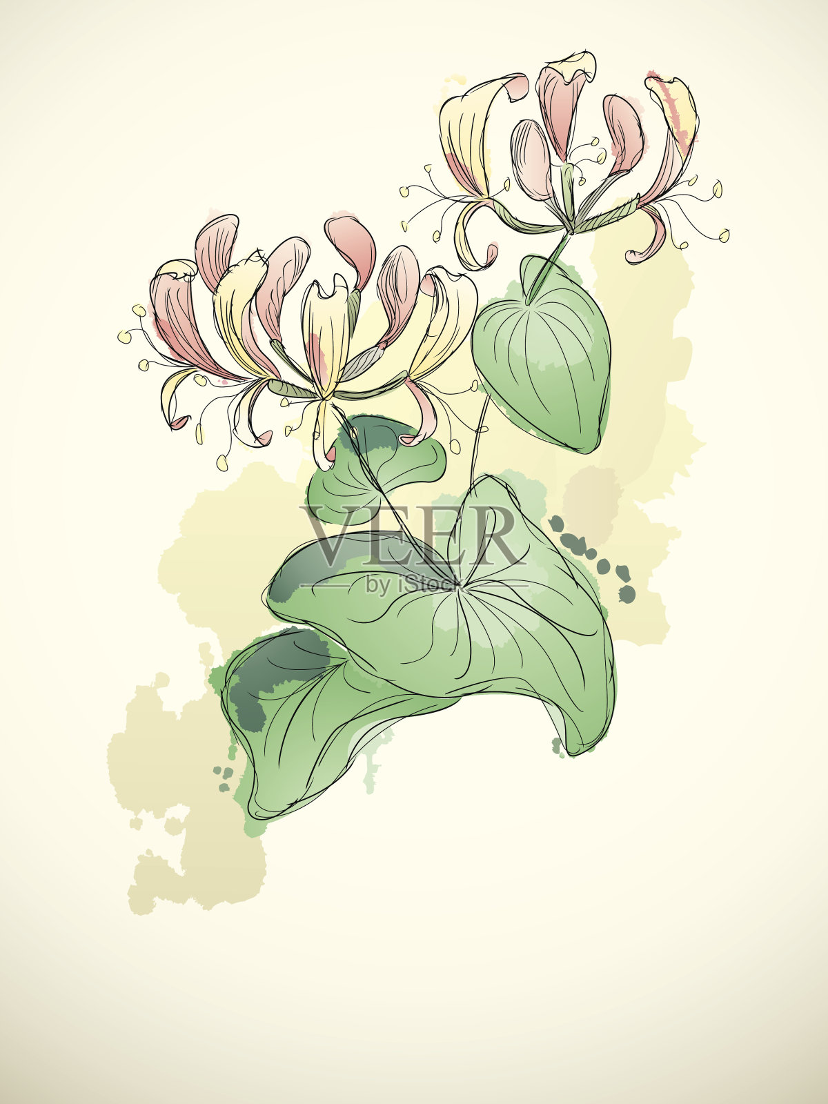 忍冬属植物插画图片素材