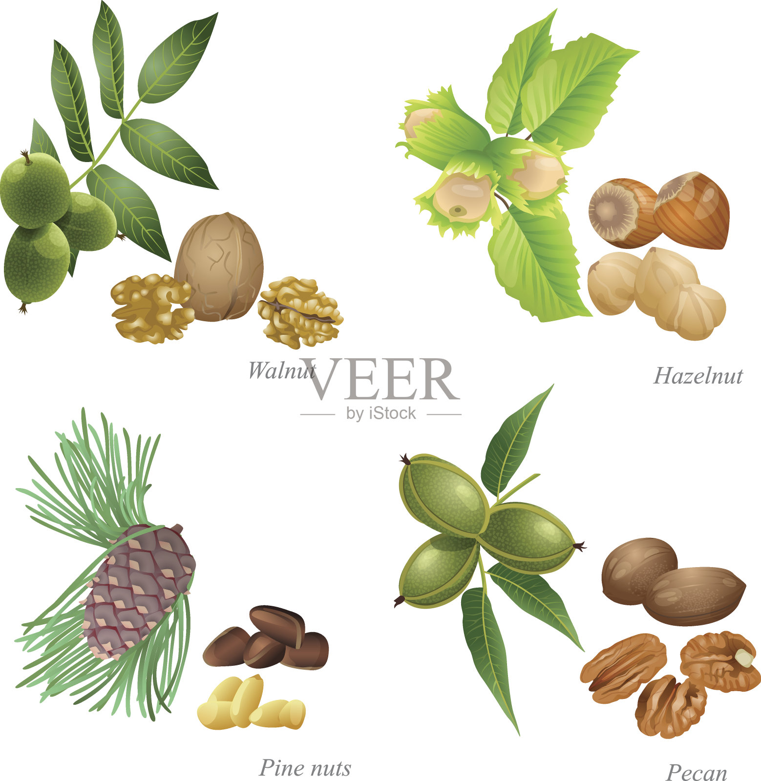 四颗带植物和去皮果仁的坚果插画图片素材