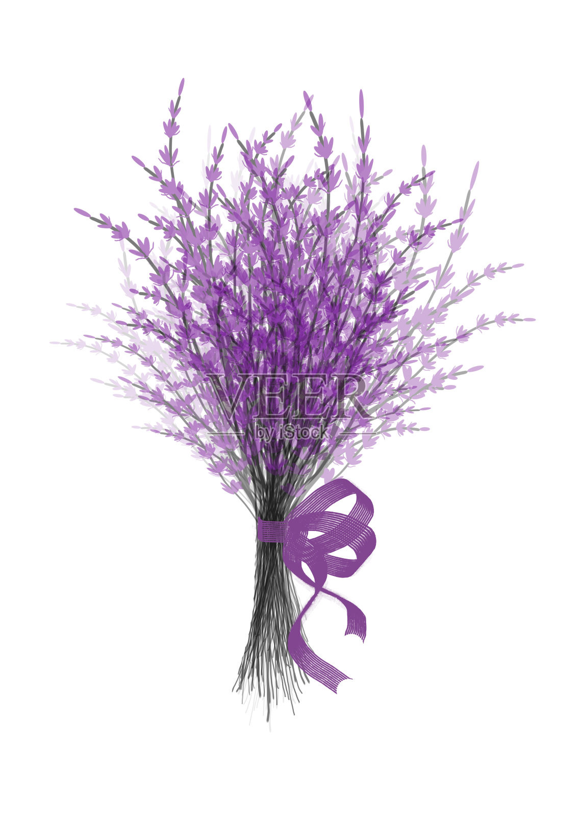 薰衣草花束插图与淡紫色节日丝带孤立在白色的背景。插画图片素材