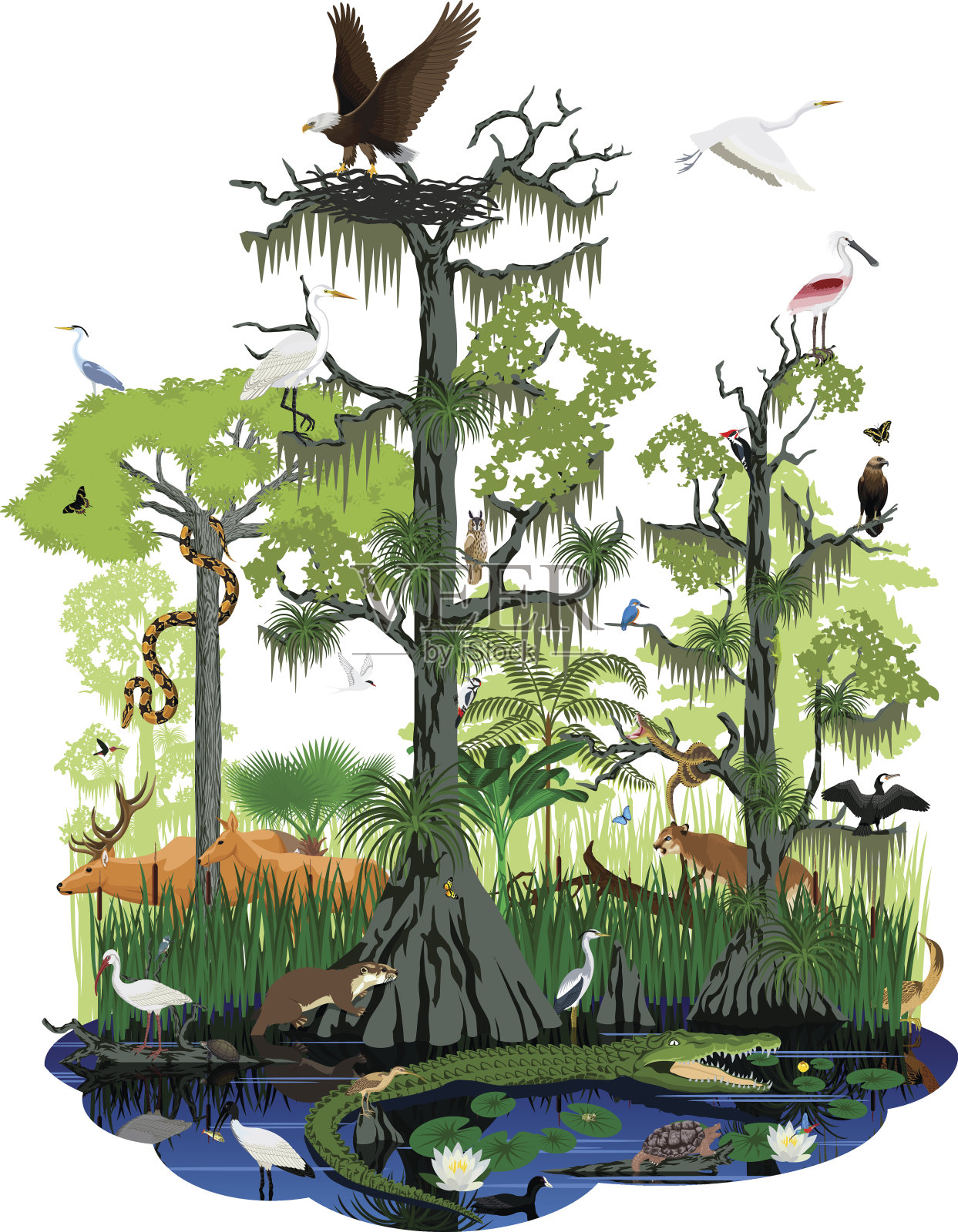 载体湿地或佛罗里达大沼泽地景观与不同的湿地动物插画图片素材