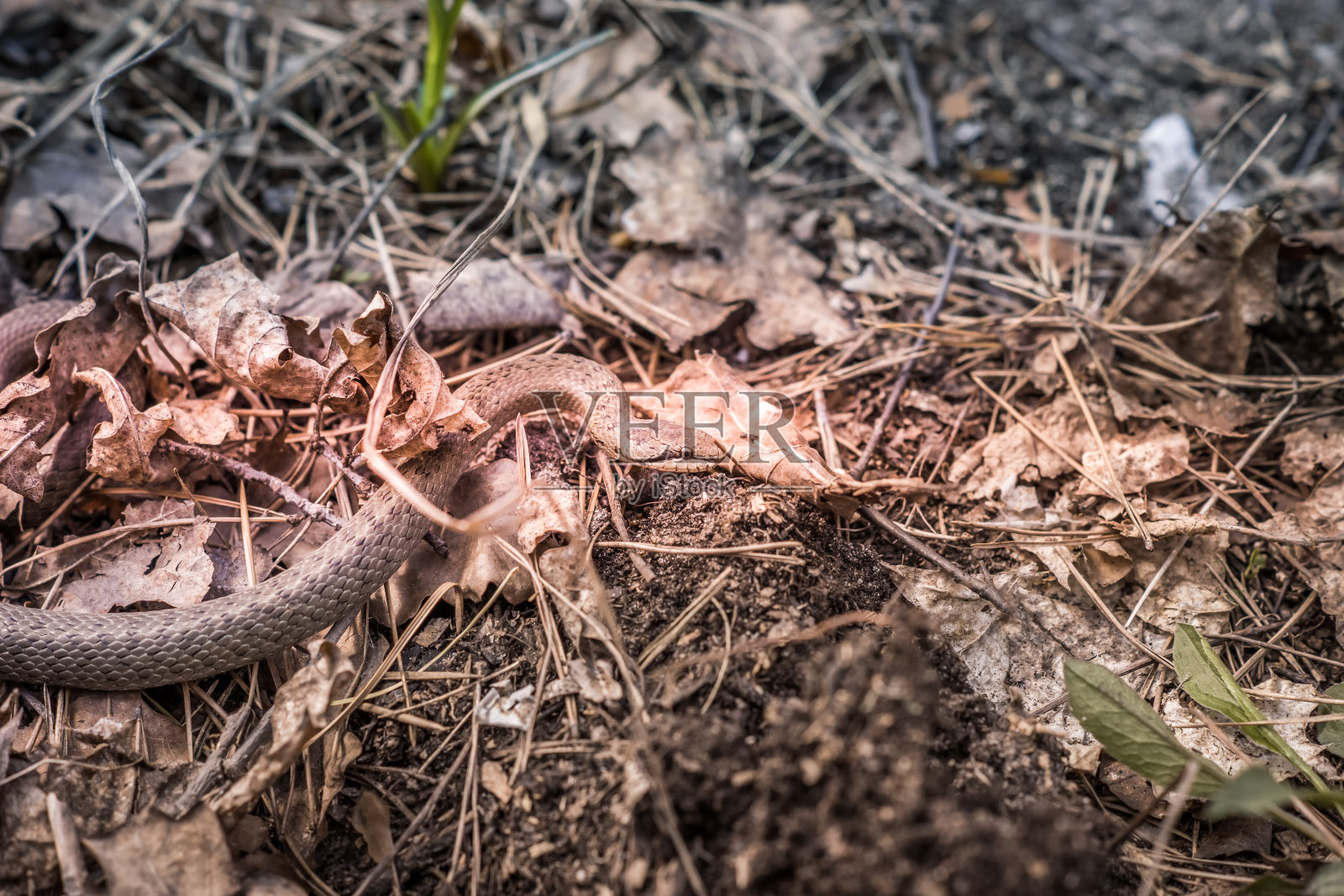 树林里的毒蛇照片摄影图片