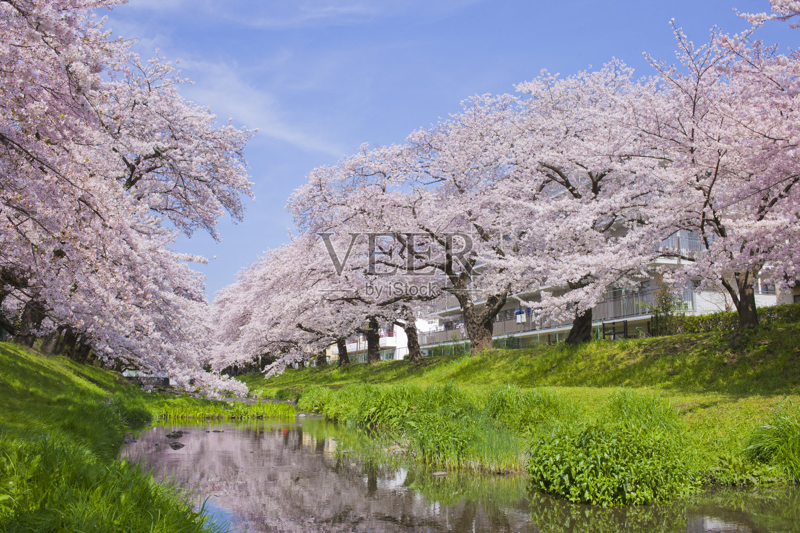 樱花沿河盛开照片摄影图片