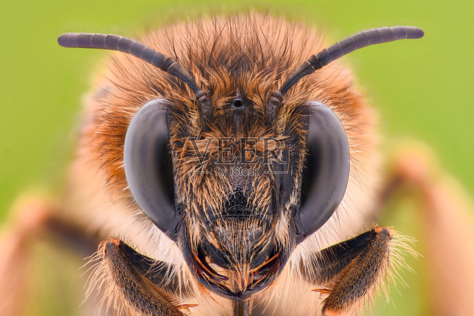 极度放大-蜜蜂照片摄影图片